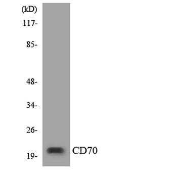 CD70 rabbit pAb Antibody