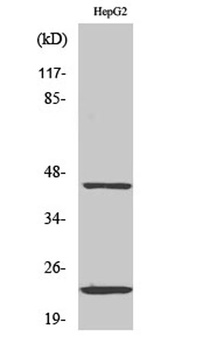 CD83 rabbit pAb Antibody