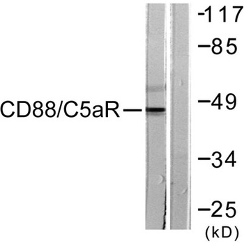 CD88 rabbit pAb Antibody