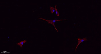 CD9 rabbit pAb Antibody