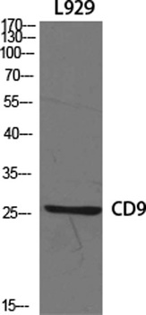 CD9 rabbit pAb Antibody