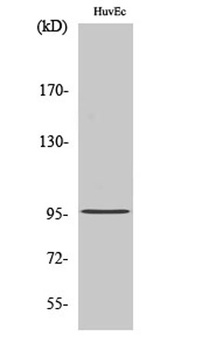 Cdc27 rabbit pAb Antibody