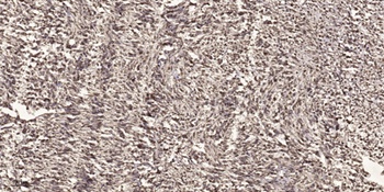 Cdc27 rabbit pAb Antibody