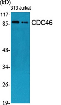 CDC46 rabbit pAb Antibody