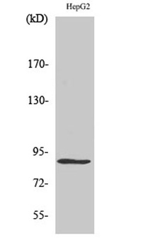 CDC46 rabbit pAb Antibody