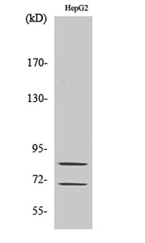 Choactase rabbit pAb Antibody
