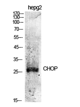 CHOP rabbit pAb Antibody