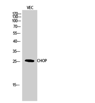 CHOP rabbit pAb Antibody