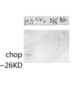 CHOP rabbit pAb Antibody