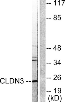 Claudin-3 rabbit pAb Antibody