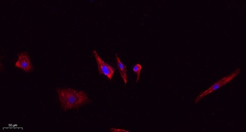 Claudin-5 rabbit pAb Antibody