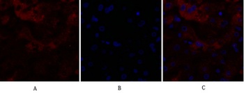 Claudin-5 rabbit pAb Antibody
