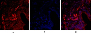 Claudin-5 rabbit pAb Antibody