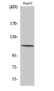 CLIP-115 rabbit pAb Antibody