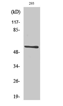 CLK1 rabbit pAb Antibody
