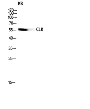 CLK1 rabbit pAb Antibody