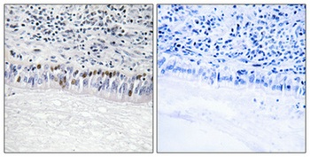 CLK1 rabbit pAb Antibody