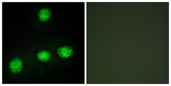 CLK1 rabbit pAb Antibody