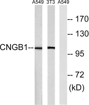 CNG-1β rabbit pAb Antibody