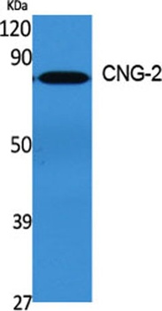 CNG-2 rabbit pAb Antibody