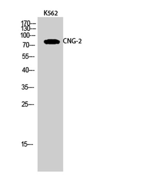 CNG-2 rabbit pAb Antibody
