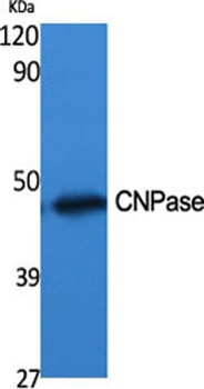 CNPase rabbit pAb