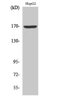 COL4A6 rabbit pAb Antibody