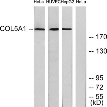 COL5A1 rabbit pAb Antibody