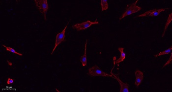 Connexin 43 rabbit pAb Antibody