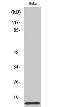 COX17 rabbit pAb Antibody