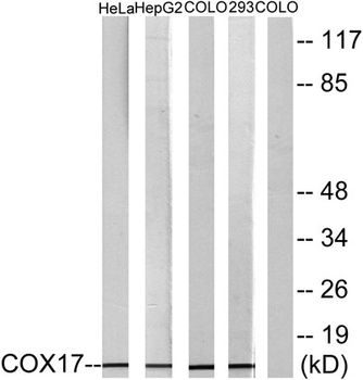 COX17 rabbit pAb Antibody