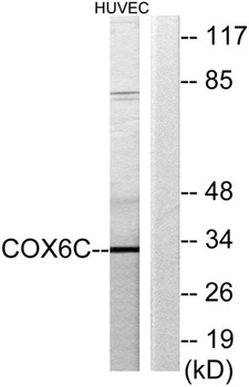 COX6c rabbit pAb Antibody
