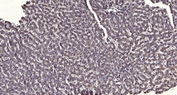 COX6c rabbit pAb Antibody