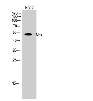 CPE rabbit pAb Antibody