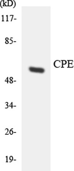 CPE rabbit pAb Antibody
