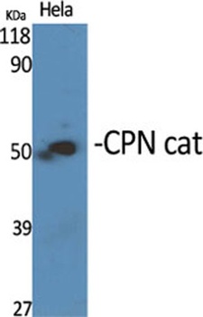 CPN cat rabbit pAb Antibody