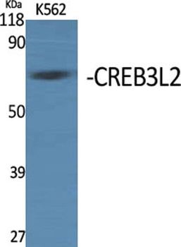 CREB3L2 rabbit pAb Antibody
