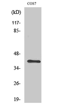 Crk II rabbit pAb Antibody