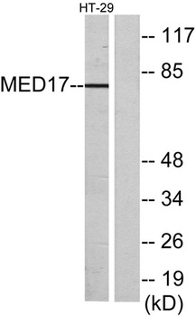 CRSP77 rabbit pAb Antibody