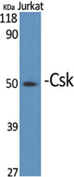 Csk rabbit pAb Antibody