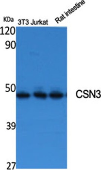CSN3 rabbit pAb Antibody