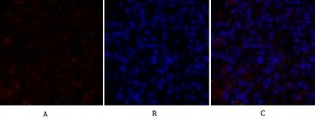c-Src rabbit pAb Antibody