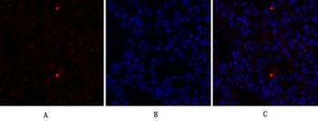 c-Src rabbit pAb Antibody