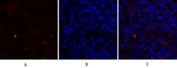 c-Src rabbit pAb Antibody