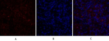 c-Src rabbit pAb Antibody