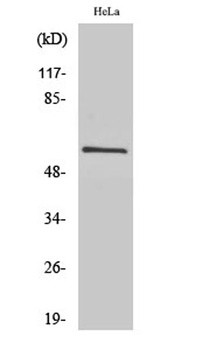 c-Src rabbit pAb Antibody