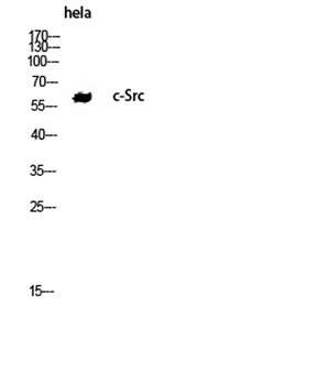 c-Src rabbit pAb Antibody