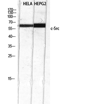c-Src rabbit pAb Antibody