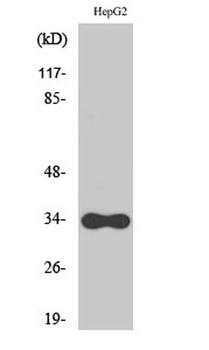 CYB5R3 rabbit pAb Antibody