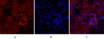 Cyclin A rabbit pAb Antibody